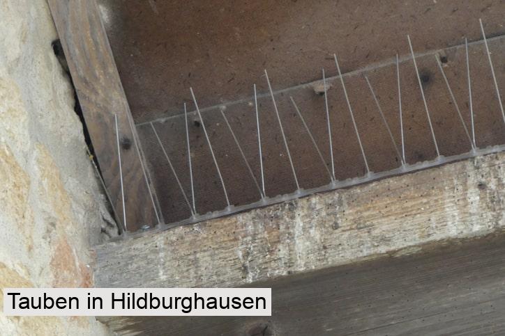 Tauben in Hildburghausen